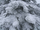 Wind, Eis und Schnee zaubern ein bewundernswertes Winterkleid auf die Bäume