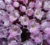 Kugelknabenkraut - Blüten im Detail (Foto: Marco Klüber)